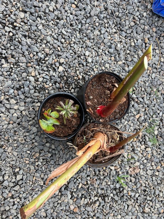 2 yellow ginger and trio of succulents