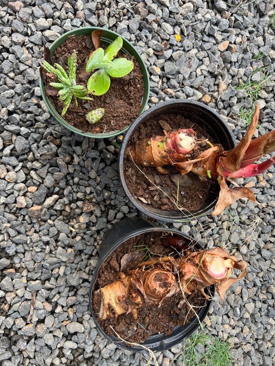2 yellow ginger and trio of succulents