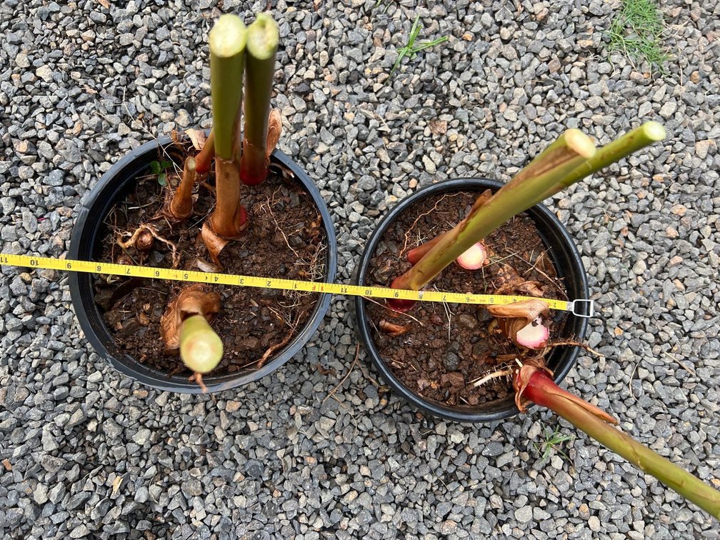 2 large pots yellow ginger 