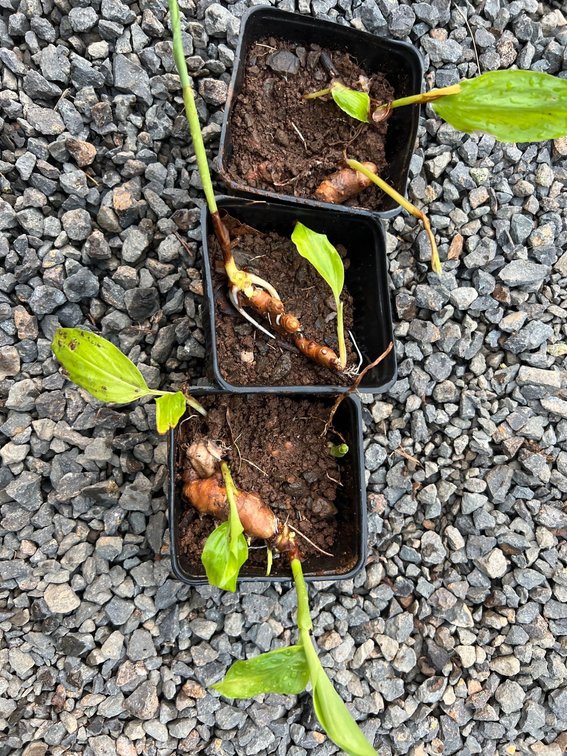 3 turmeric starters 