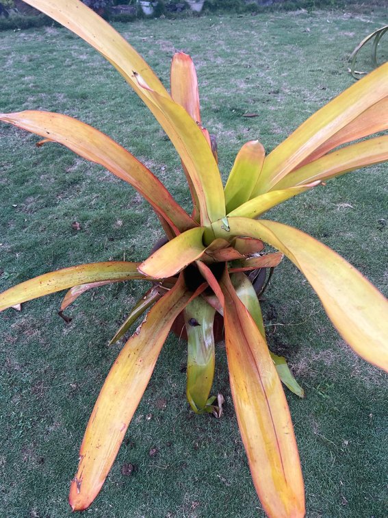 large Bromiliad in decorative terracotta pot 