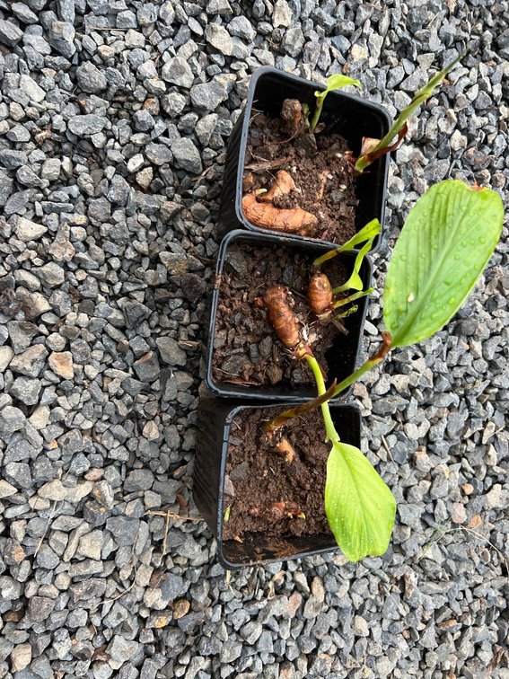 3 turmeric starters 