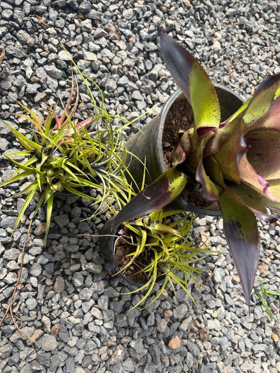 Bromiliads 