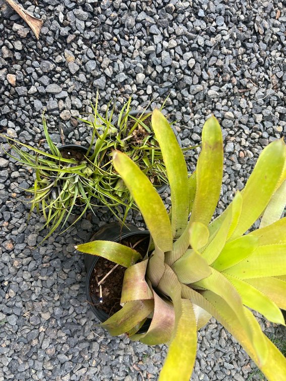 Bromiliads 
