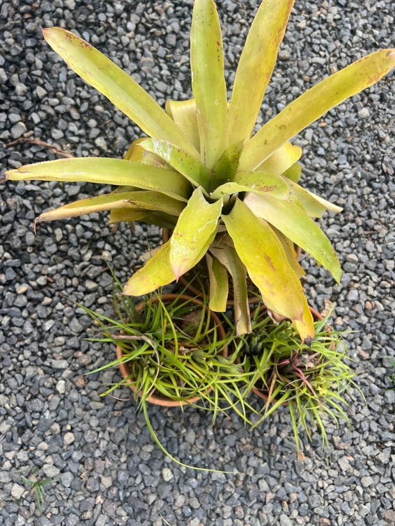 Bromiliads in terra cotta pots 