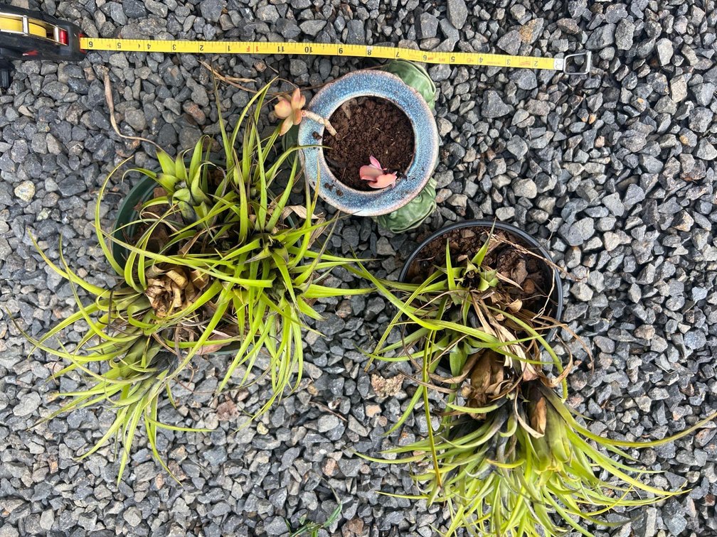 Bromiliads plus frog pot succulent 