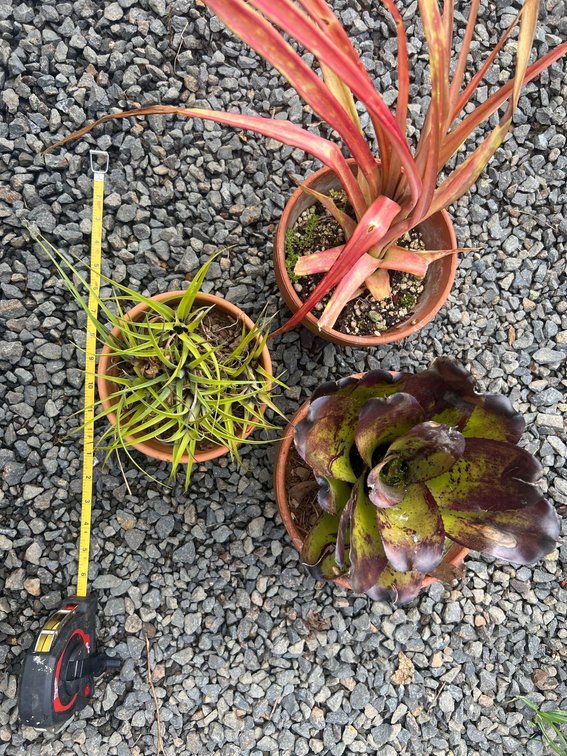 Bromiliads and decorative pineapple 