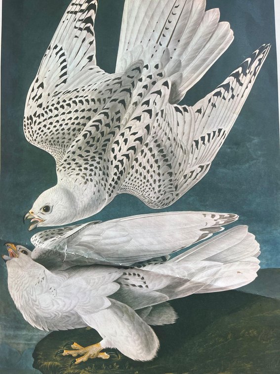 Vintage Iceland Falcon Print Art