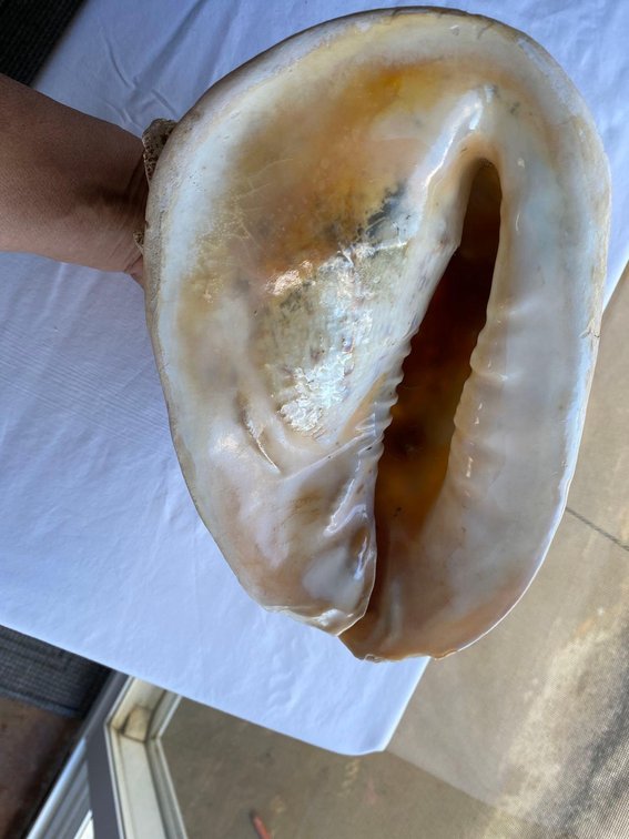 Giant Queen Conch Seashell