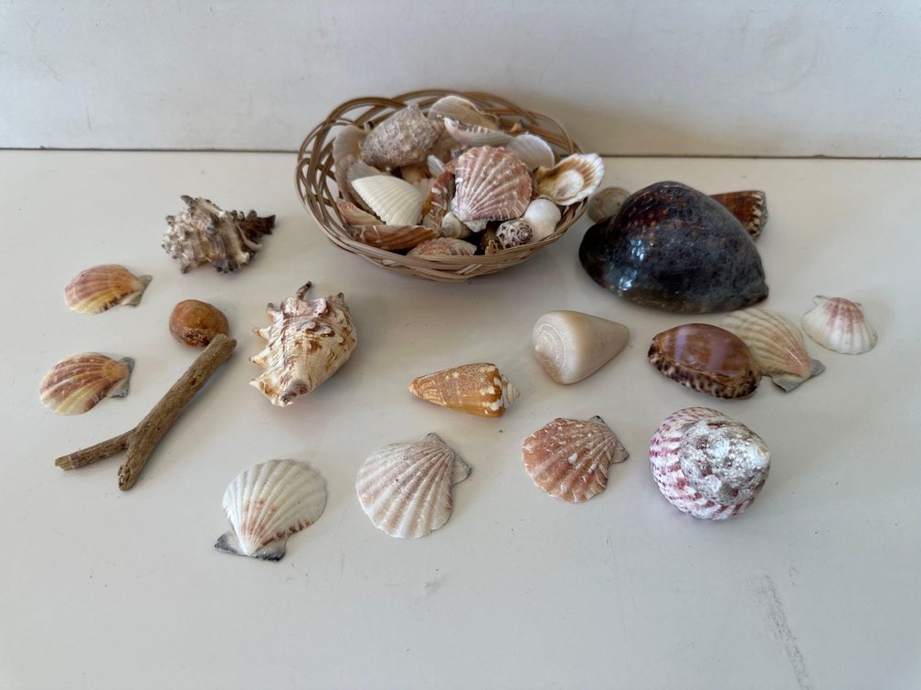 Mixed of a Variety of Sea Shells 