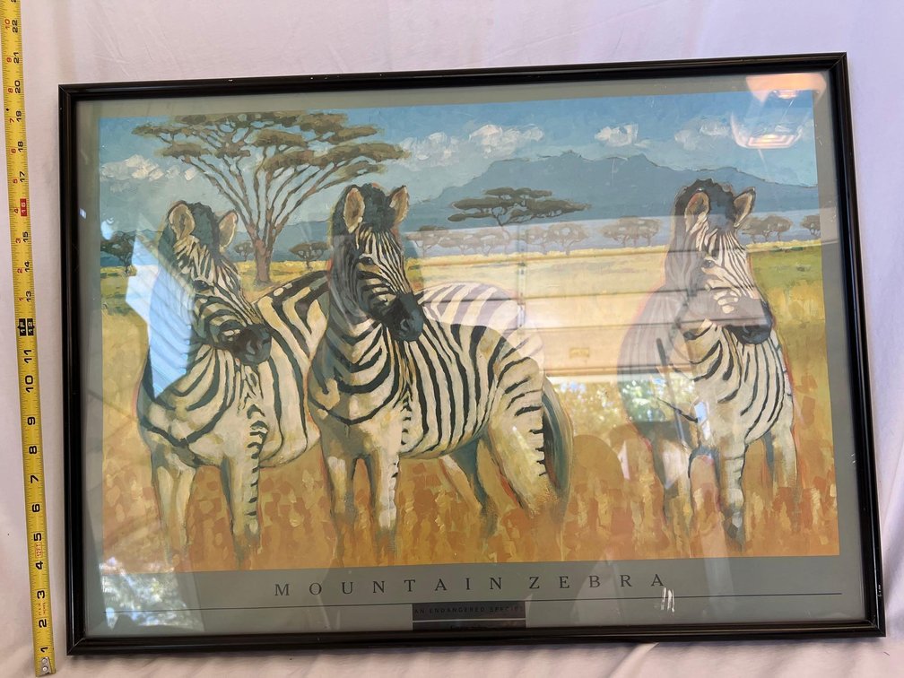 Framed Zebra Poster