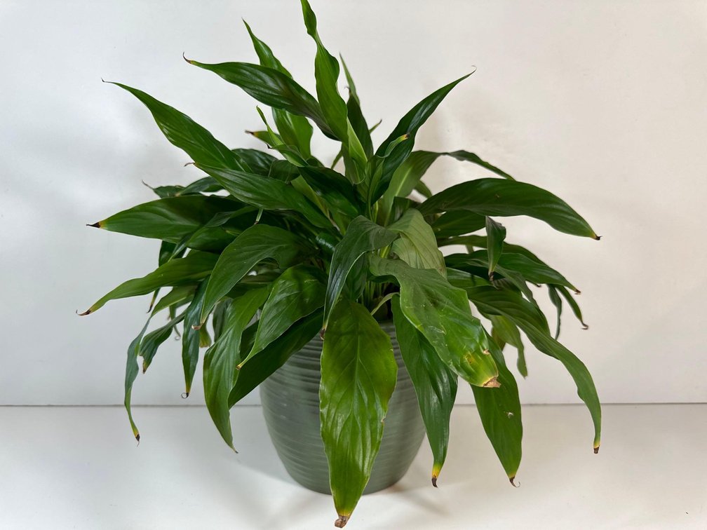 Live Spathiphyllum Sweet Dario Plant in Green Planter 