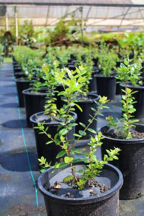Kauai Nursery & Landscaping Live Plant