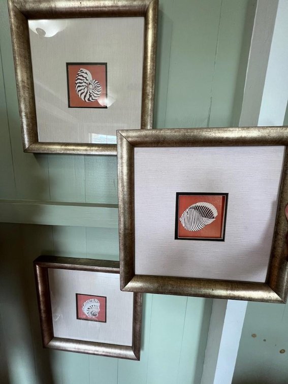 (X's 3) Shell pictures