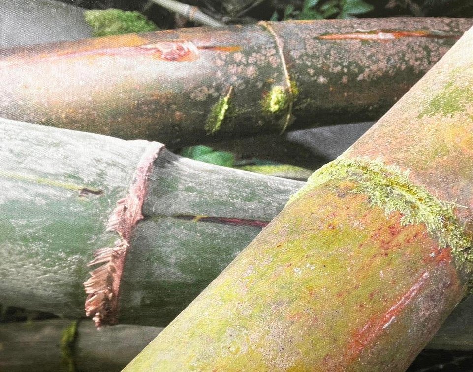 "Bamboo" Photo on Canvas
