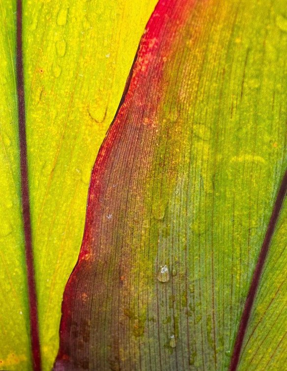 "Ti Leaf" Photo on Canvas