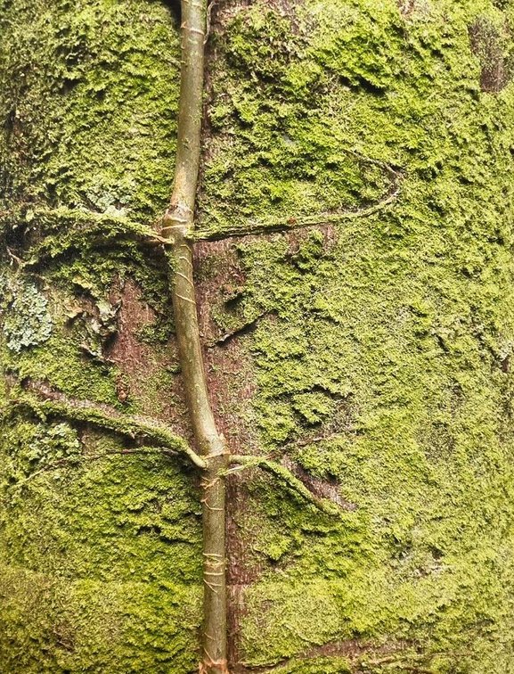 "Lichen" Photo on Canvas
