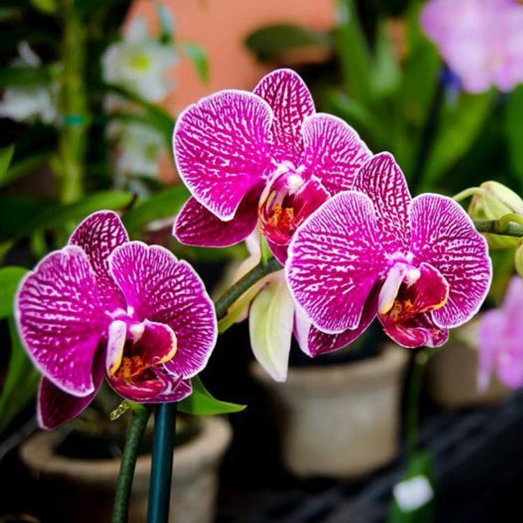 Orchid Alley $100 Gift Certificate
