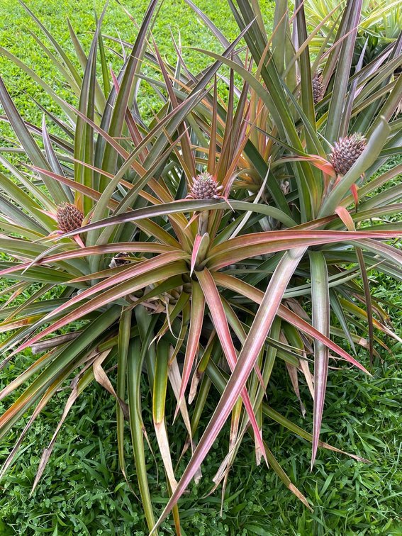 Large outdoor planter with 5 baby pineapples