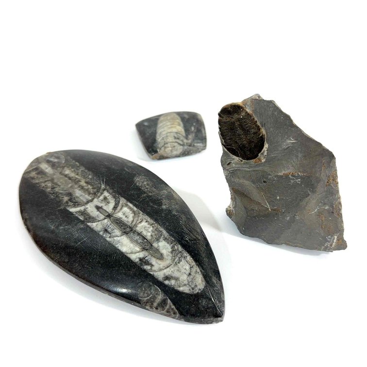 Three Fossils