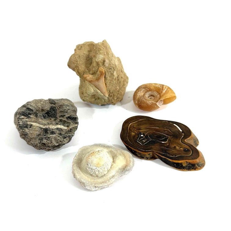 Various Fossils