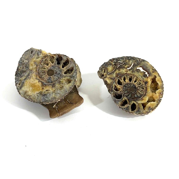 Snail Fossil