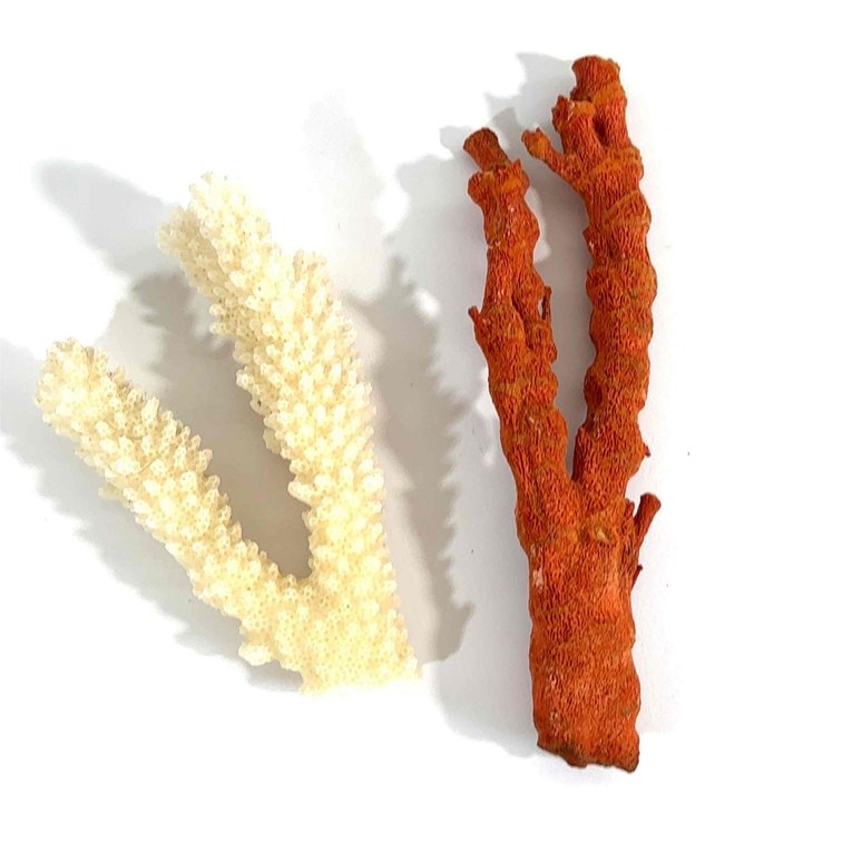 (X's 2) Coral Pieces