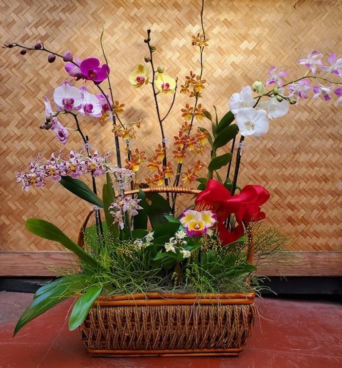A Basket of Orchids by Orchid Alley