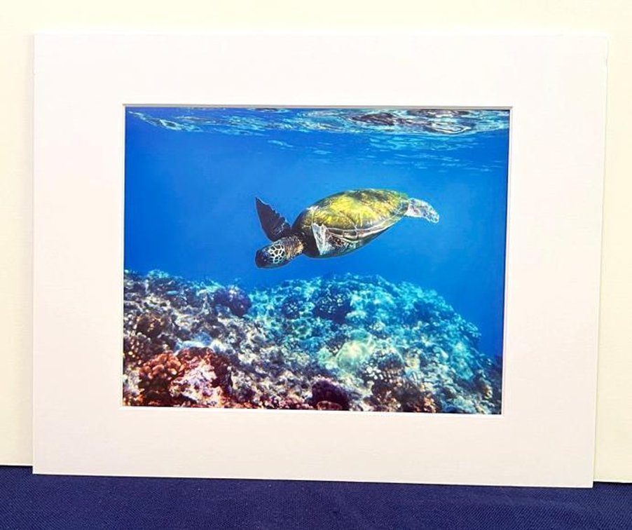 Turtle Photo Print from Latitudes Gallery