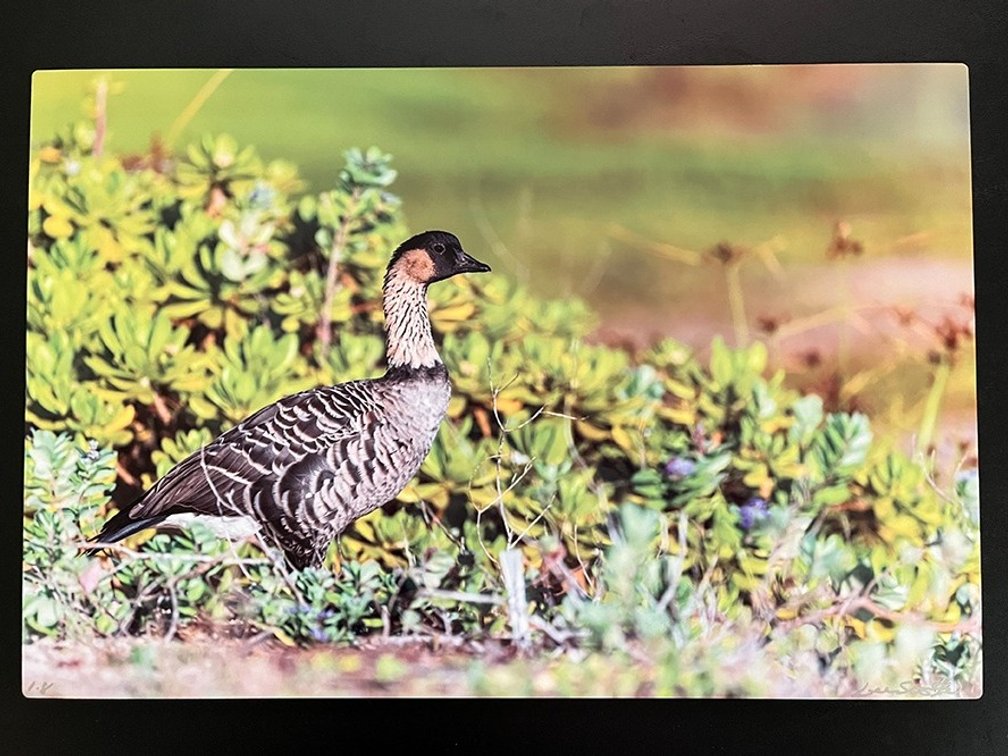 Photo on Metal from Light Source Gallery