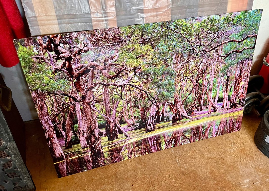 Metallic Print of Treachery in Australia 
