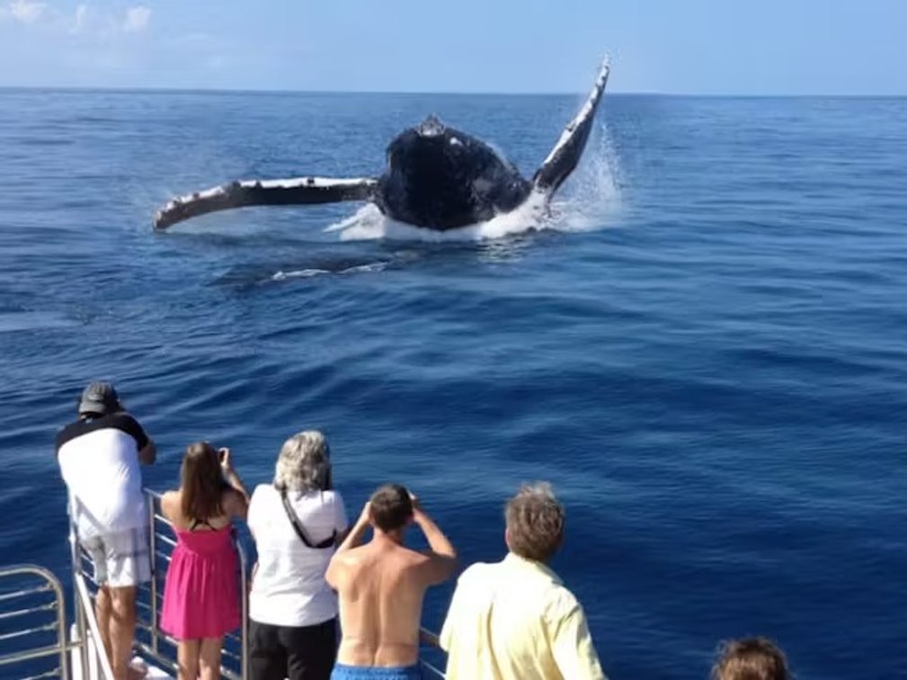Kauai Sea Tours Whale Watch for 2 and $100 GC to The Beach House