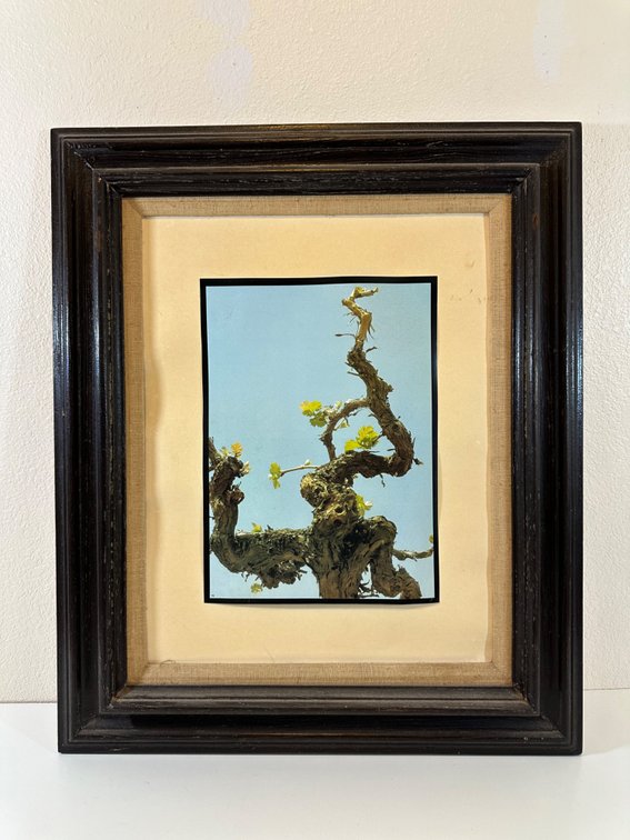 Framed Nature Photograph of Tree Branches – Rustic Approx. 21" x 25" Frame (No Glass)