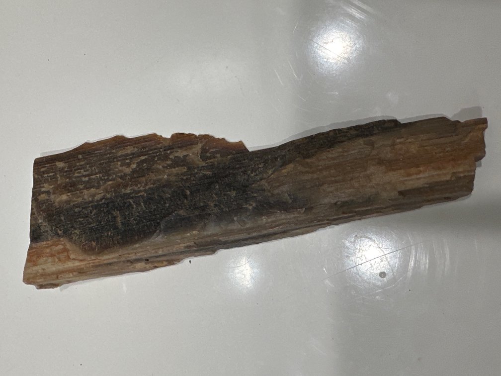 (X4) Petrified wood and fossil