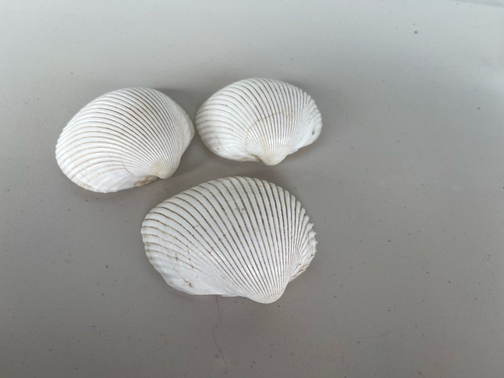 Large Clamshells