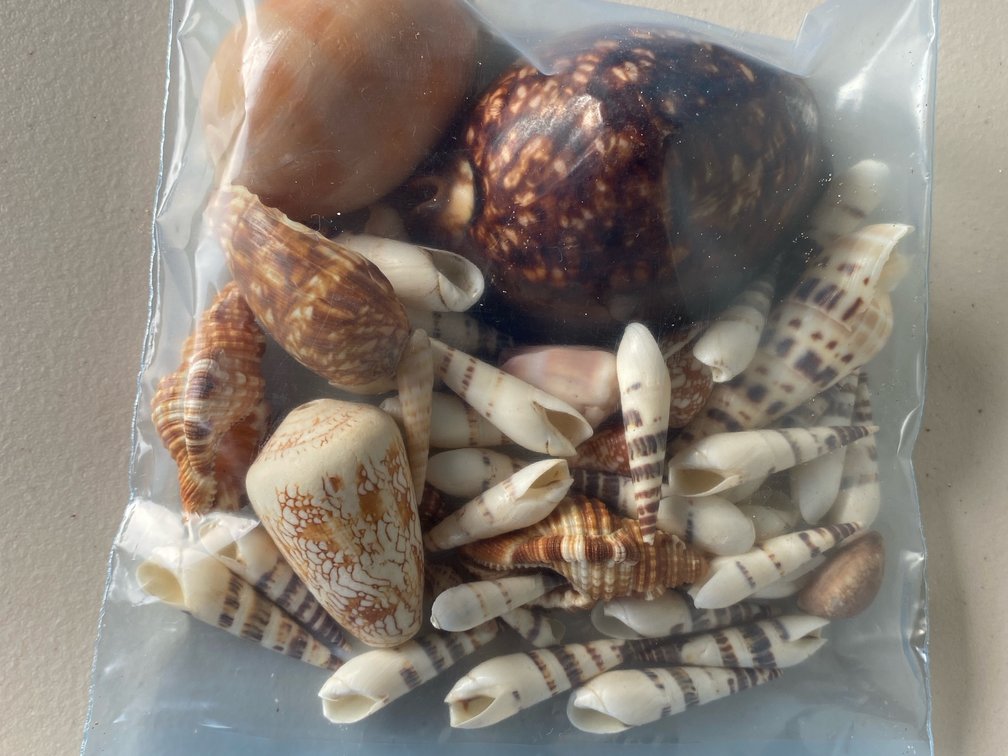 Sea shells