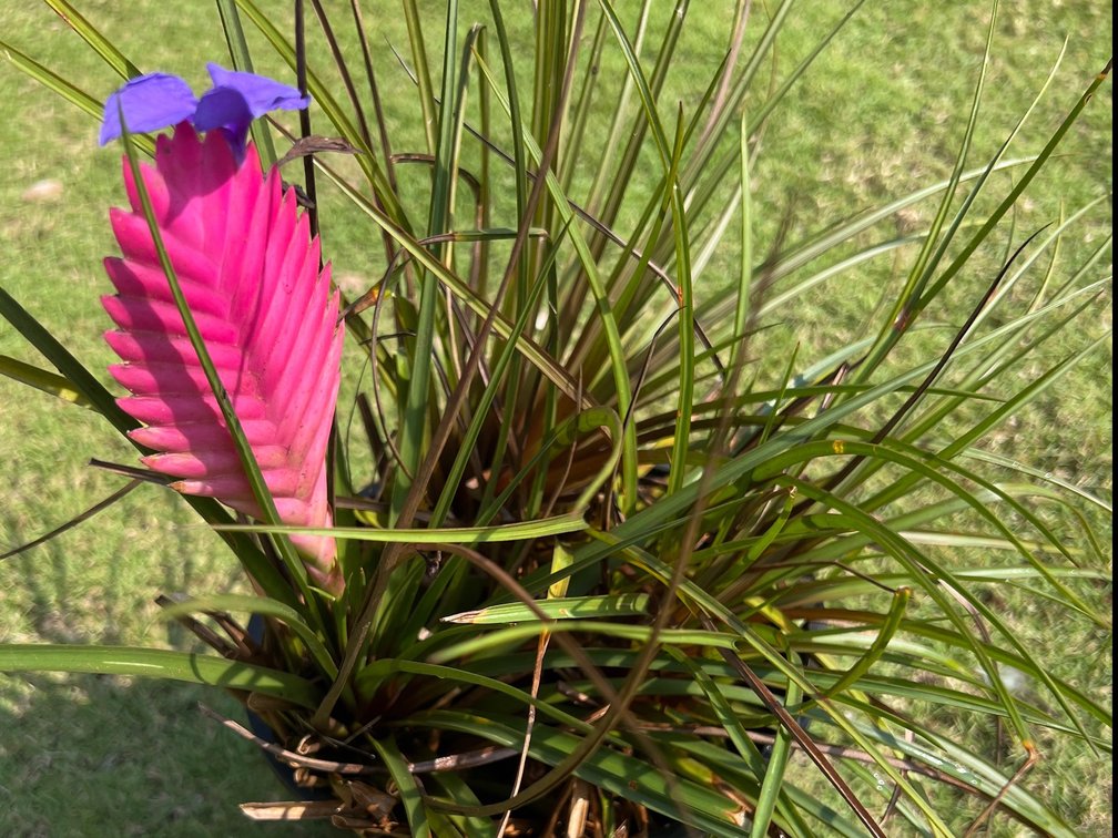 Tillandsia