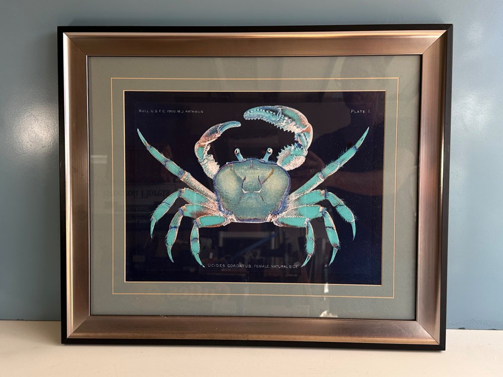 Framed Ocean Crab Art – Perfect for Ocean Lovers - Approx. 23" x 19" 