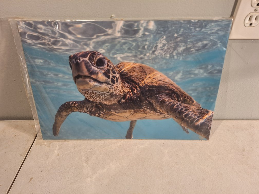 Metal Photo Print by Local Artist