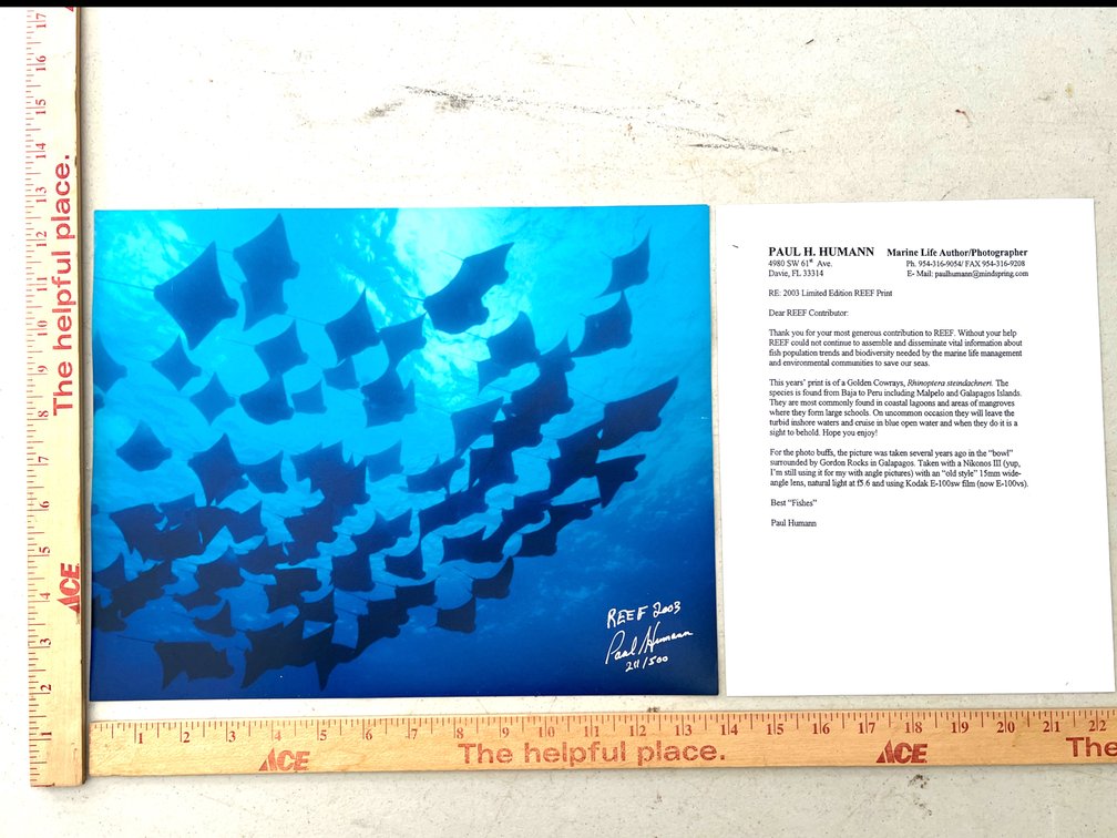 Paul Humann Limited Edition “REEF” Print of Manta Rays