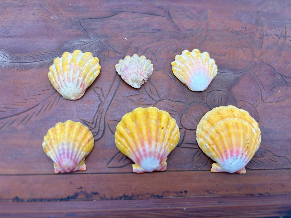 Kaua’i Sunrise Shells
