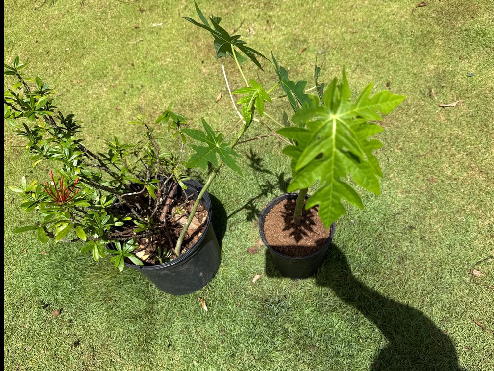 Maui Red Ixora Flowering Shrub and 2 Papaya starts