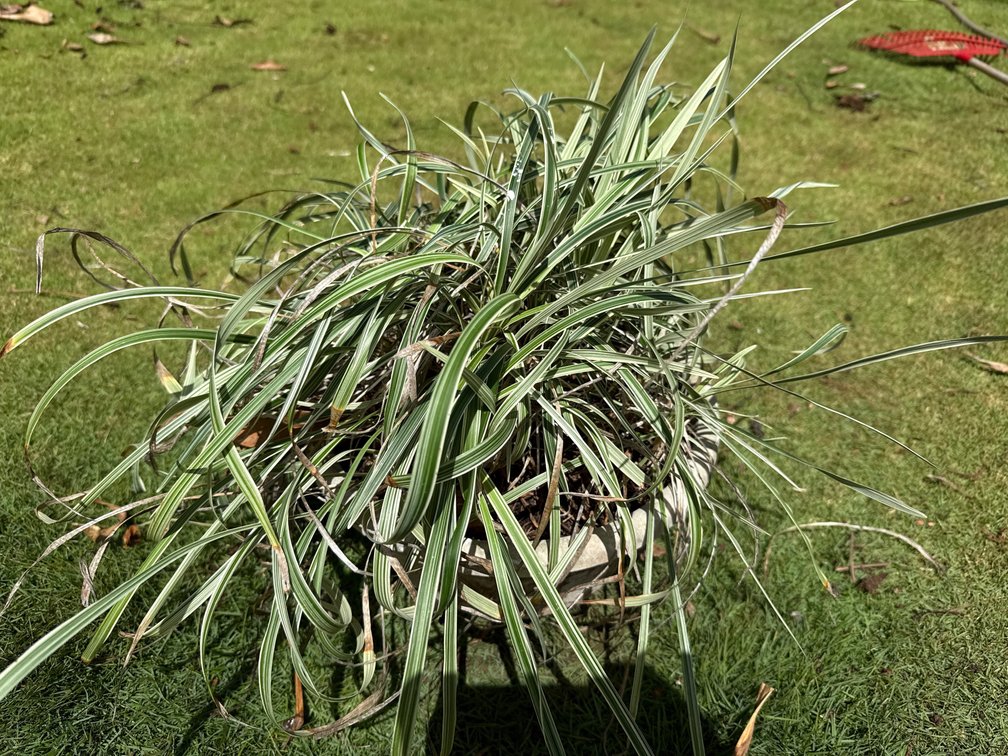 Hanging pot with and striped plant 