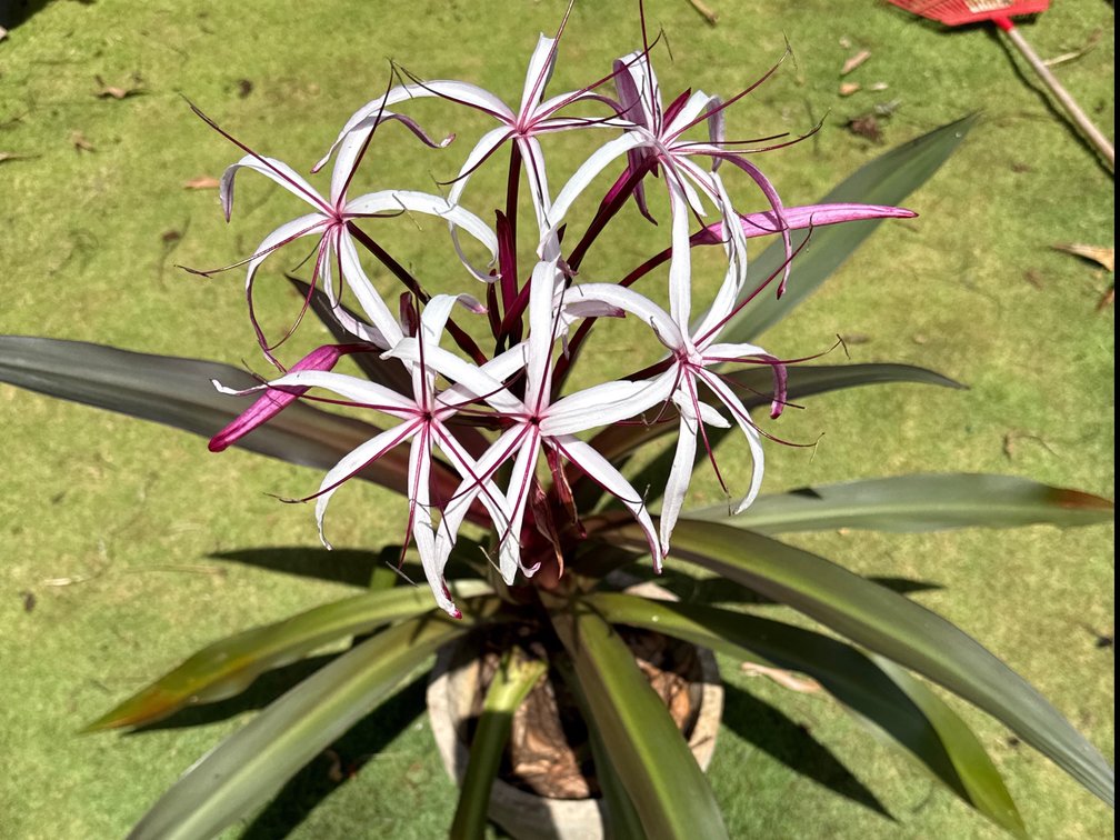Purple Spider lily in large heavy concrete pot 