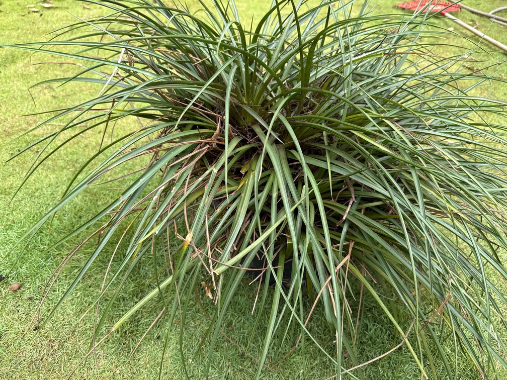 Large pot of Tillandsia