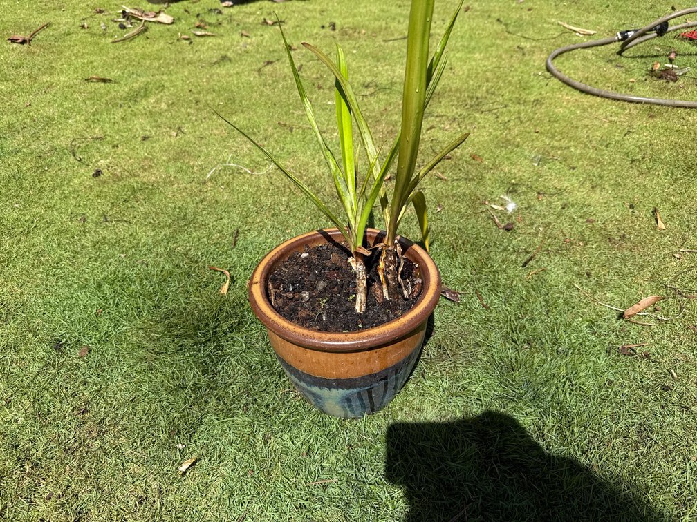 3 sider lilies in glazed clay pot