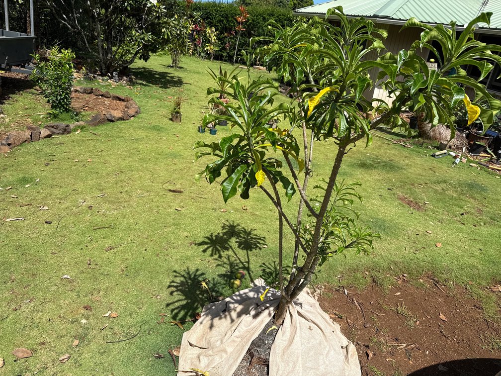 6ft Plumeria Pudica Ready to Plant