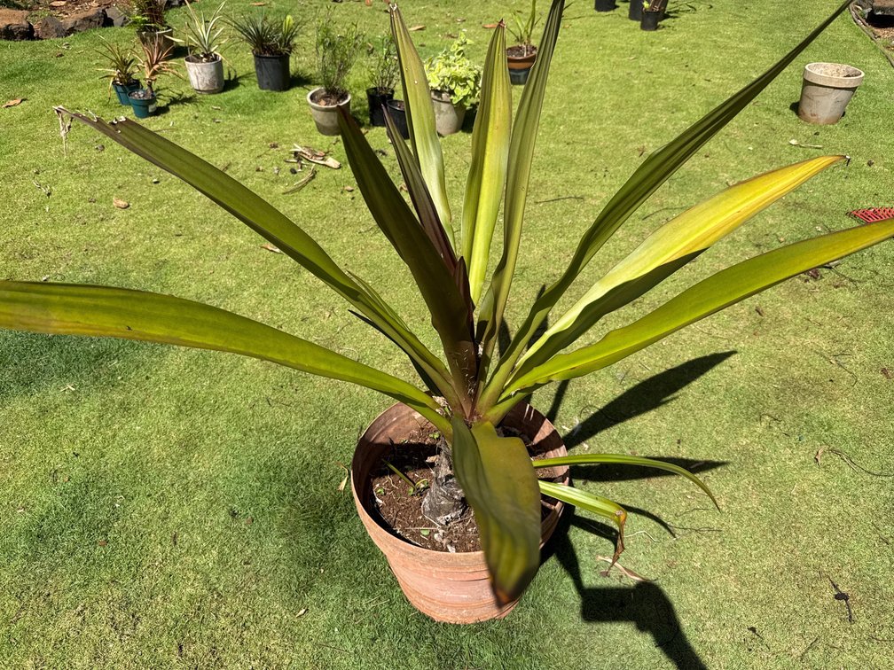Spider lily purple green in 5 gal pot 