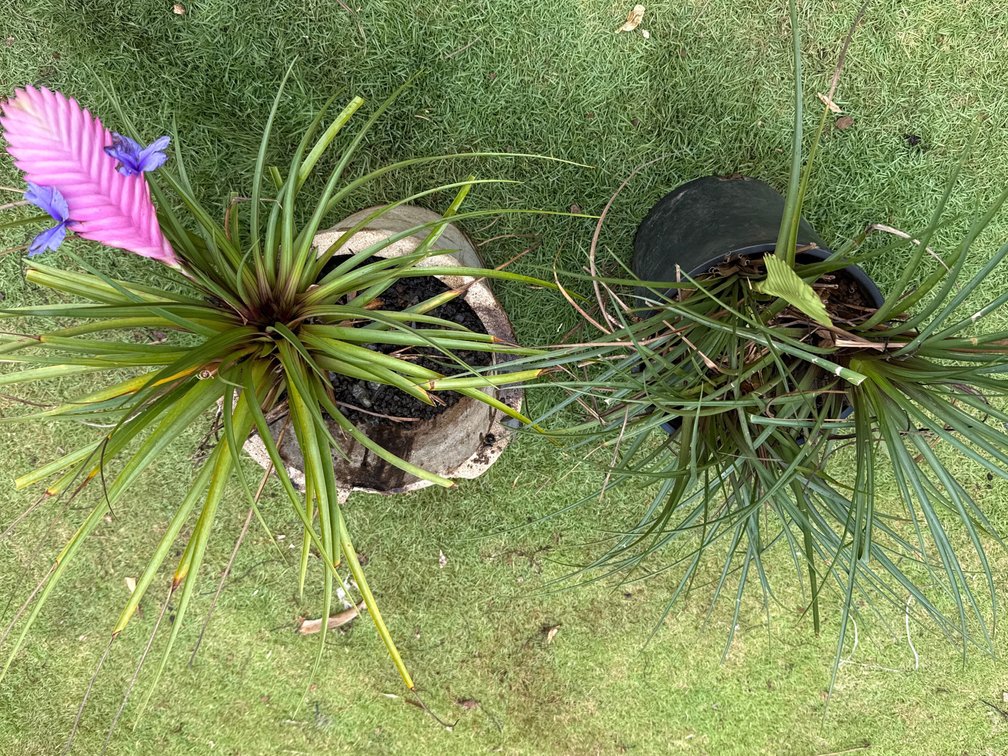 Tillandsia plants concrete pot and plastic pot