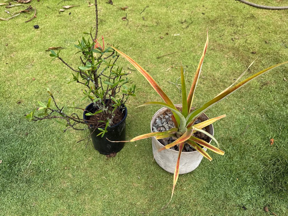 Pineapple and flowering shrub 
